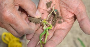 hand holding corn seedling that leafed out underground