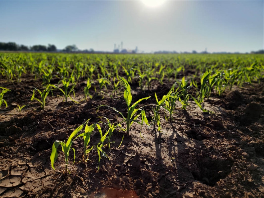SWFP-SHELLEY-HUGULEY-19-corn-emerging-080650.jpg SWFP-SHELLEY-HUGULEY-19-corn-emerging-080650.jpg
