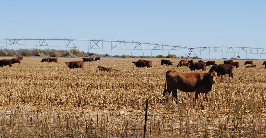 Cattle grazing cornstalks in field. Cattle grazing cornstalks in field.