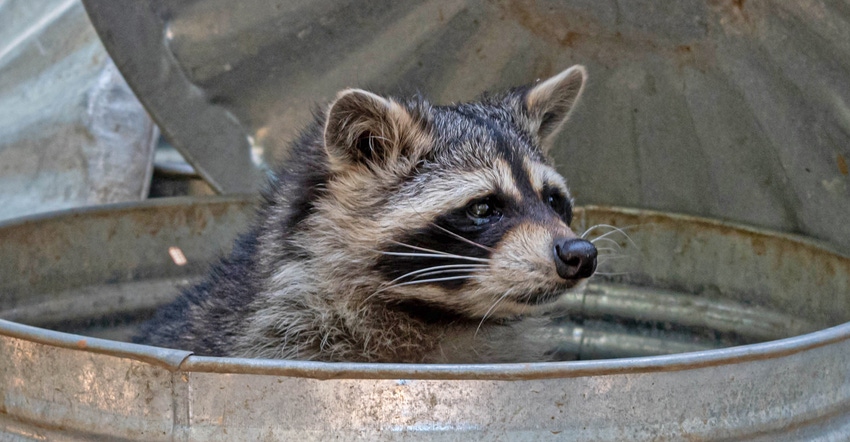 Raccoon poking head out of trash can