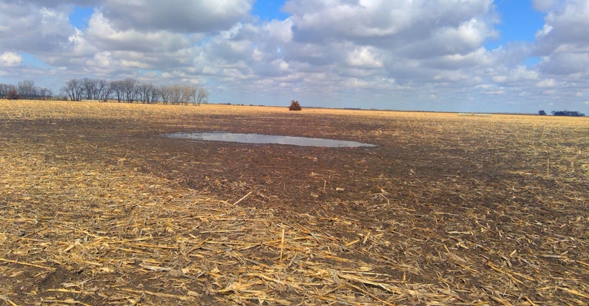 ArlenFoster field puddle wetland.jpg