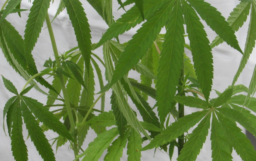 WFP-tim-hearden-hemp (2).jpg WFP-tim-hearden-hemp (2).jpg