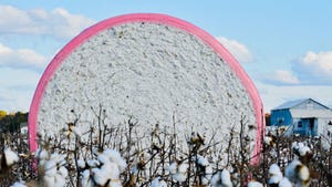 Cotton round module harvested and wrapped in pink TamaWrap sitting in a field of cotton.