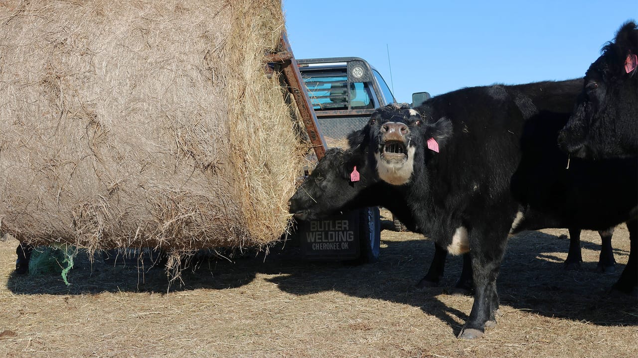 What beef producers should know as cattle prices soar