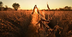 Mature soybean pods, back-lit by evening sun