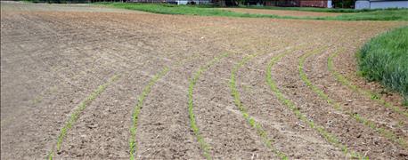 two_weeks_tell_tale_corn_emergence_1_636005460334565081.jpg two_weeks_tell_tale_corn_emergence_1_636005460334565081.jpg
