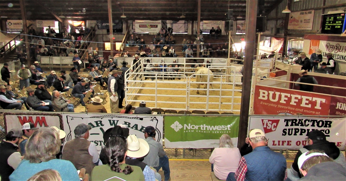 Records shattered at Red Bluff bull sale