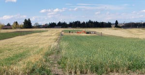 WFP-ARS-montana-wheat.jpg