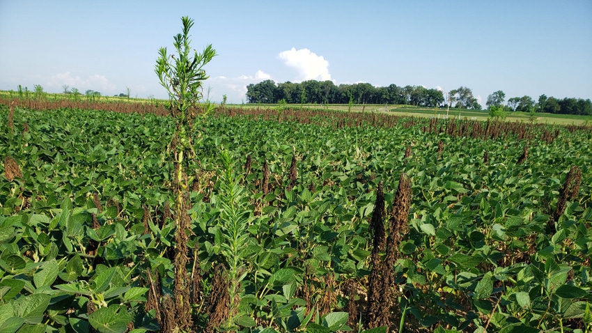 Close up of weeds in a soybean field