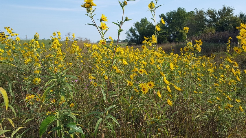 Maximillian sunflowers