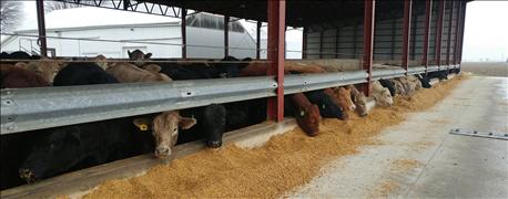 amaferm_may_improve_early_calf_performance_transitioning_feedlot_diets_1_636172492241889638.jpg