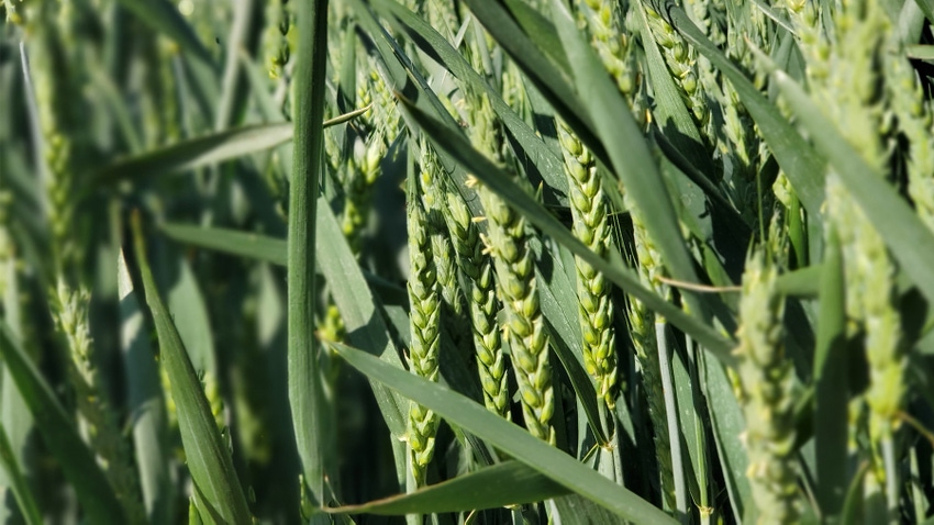wheat-head-harvest