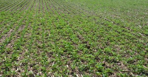 field of young soybeans and weeds