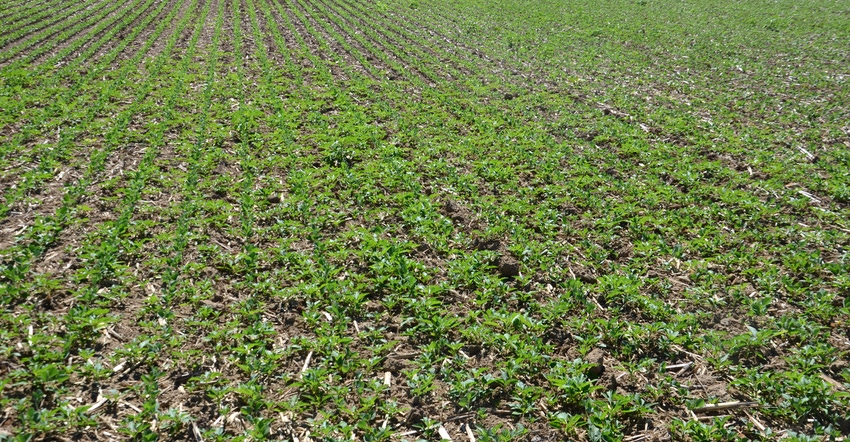 field of young soybeans and weeds field of young soybeans and weeds