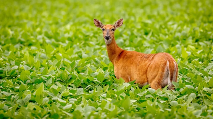 Ohio tackles deer problem with refrigerated trailers