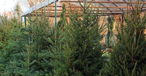 Outdoor greenhouse with the sale of fir trees 