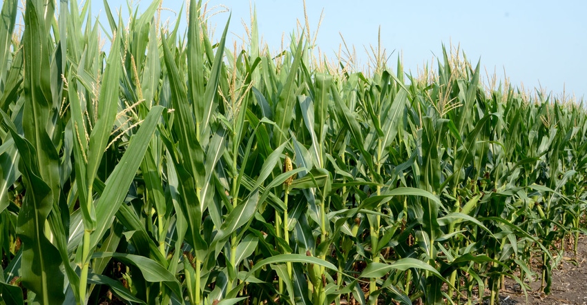 Corn field close up