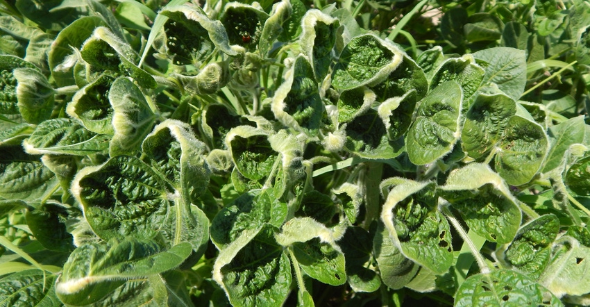 soybeans affected by dicamba