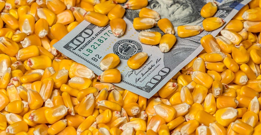 Corn with hundred dollar bill Corn with hundred dollar bill