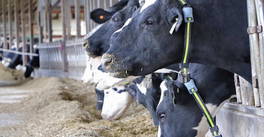 Holstein in barn feeding
