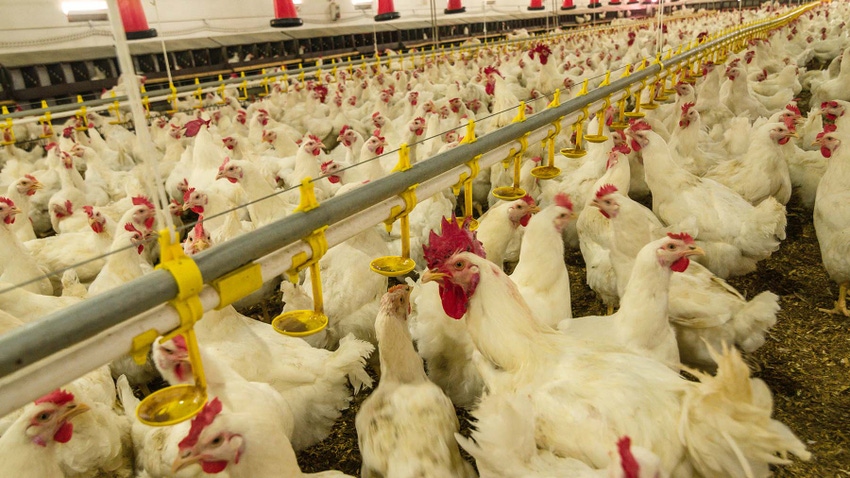 Broiler chickens in large production barn