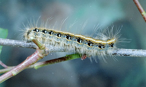 thistle caterpillar