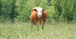 A cow grazing in a pasture