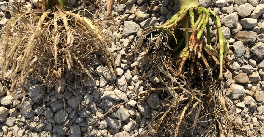 corn roots affected by rootworm vs. healthy roots
