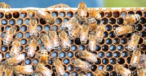 Close up of active beehive