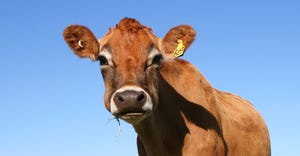 Jersey dairy cow