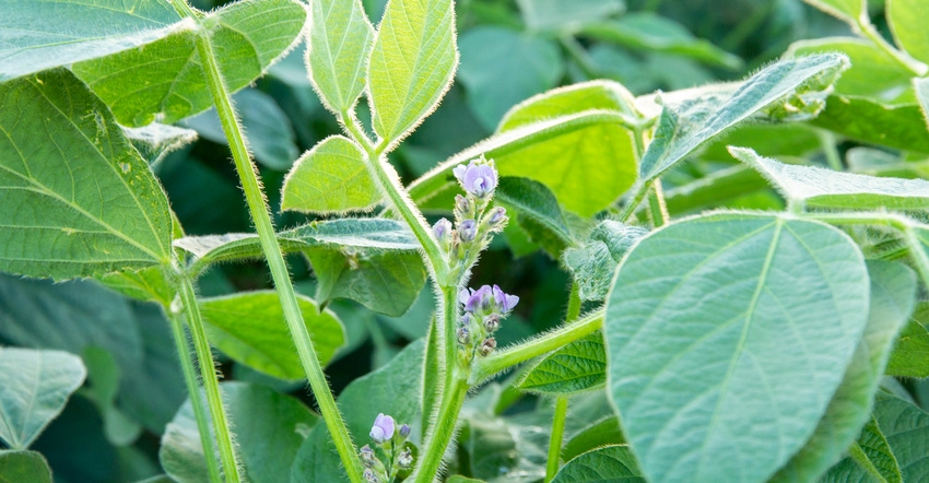 flowering soybean plant