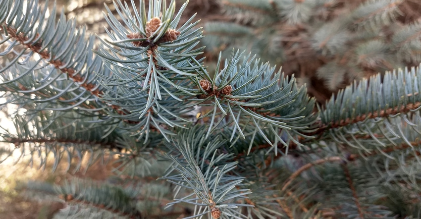 closeup of Colorado blue spruce