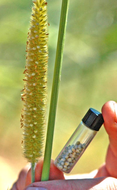 Hybrid-millet-seed.jpg