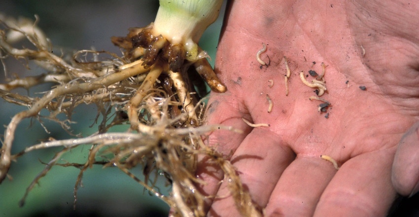 small corn rootworm larvae feeding on corn roots