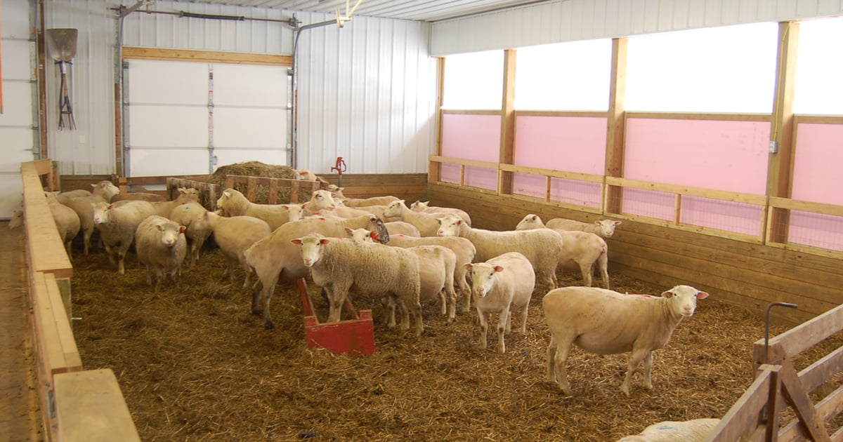 Michigan producers named to national sheep board