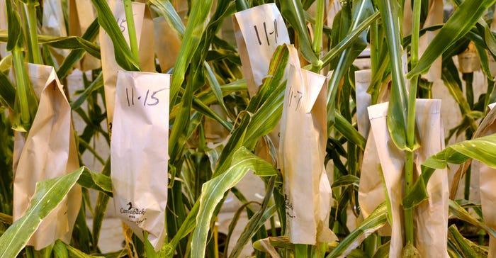 inbred corn plants inside a greenhouse