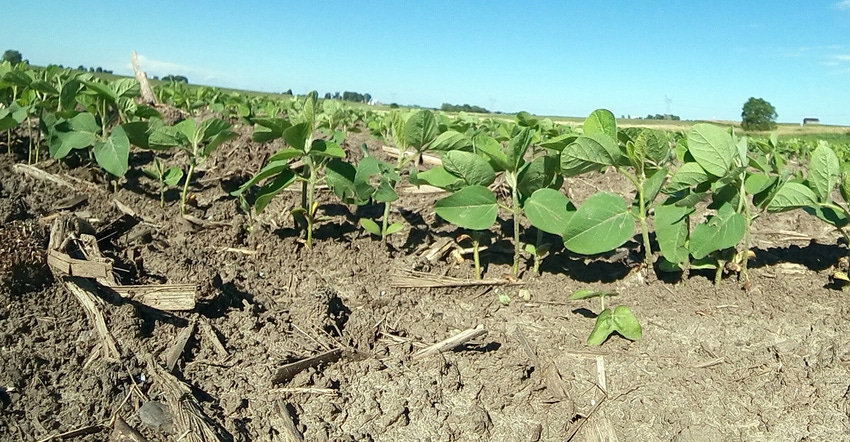 soybean plants