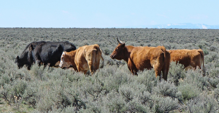WFP-ARS=oregon-cattle-grazing.jpg