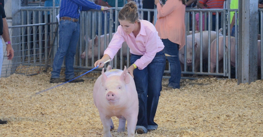 FFA member showing hog in show ring