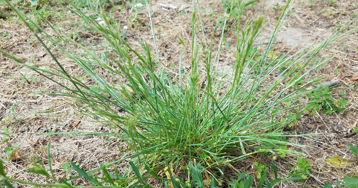 Can livestock eat crabgrass?