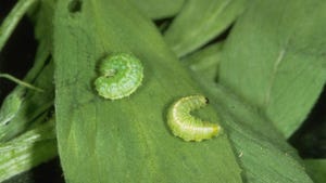 A close up of alfalfa weevil larvae