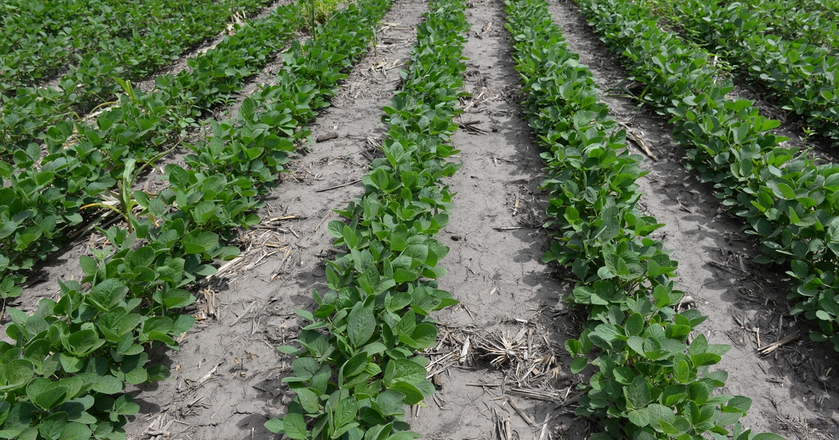 Balance Bean Provides Tool In Fight Against Resistant Weeds