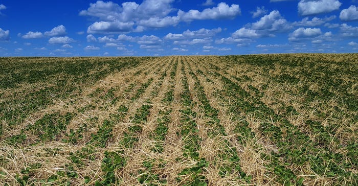 Cover crops in soybean field