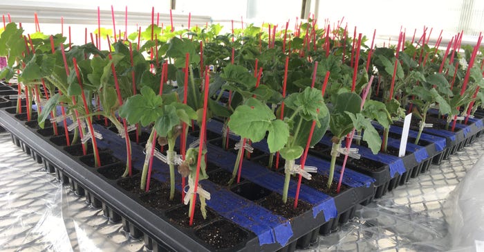 watermelon plants at the WSU Mount Vernon Northwest Research and Extension Center
