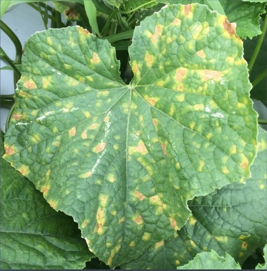 Clemson_Downy_Mildew.jpg Clemson_Downy_Mildew.jpg