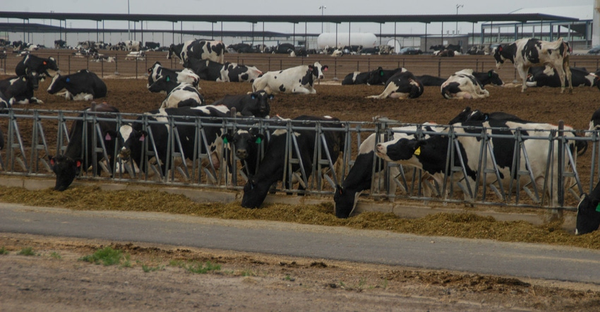 Outdoor view of cows at a dairy operation