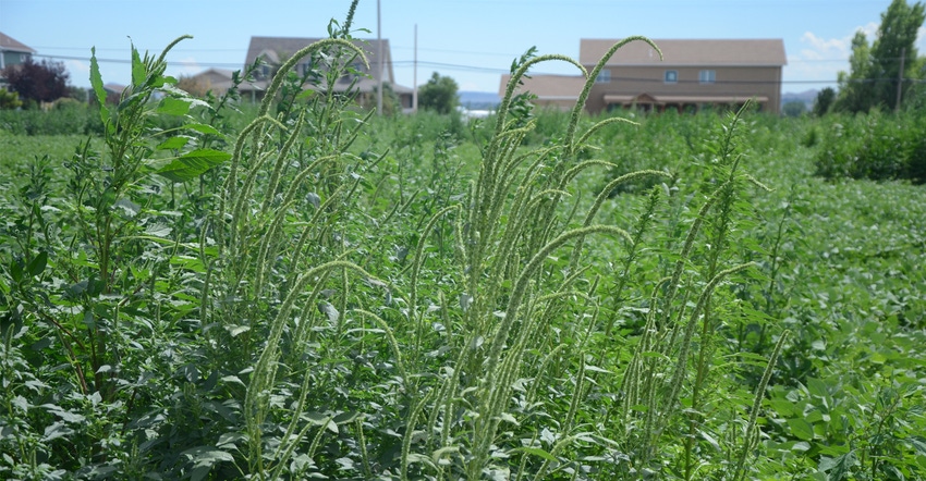 Palmer amaranth grows in a plot at the Panhandle Research and Extension Center