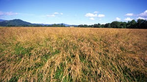Grass seed field