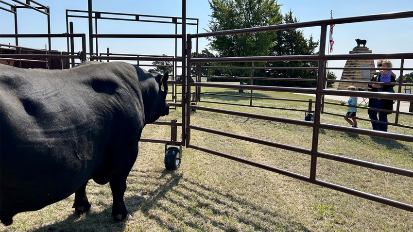 Angus bull in pen