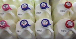 Close up of milk jugs in the refrigerated section of the grocery store